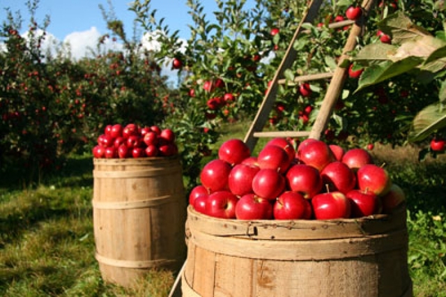 Tommy and Lily went to the Apple Orchard