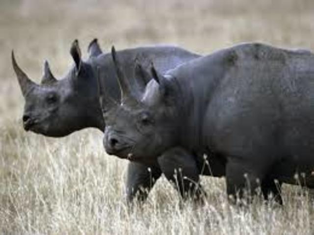 Black Rhino Declared Extinct