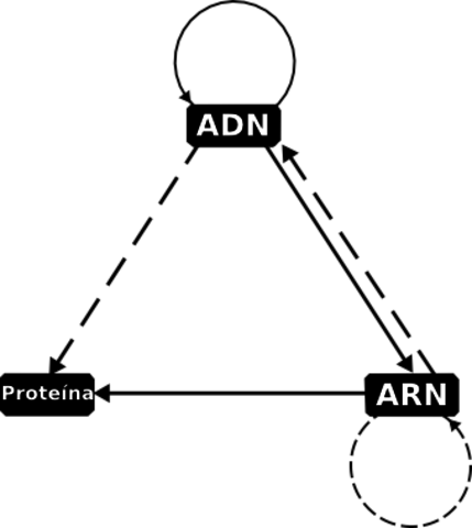 "DOGMA CENTRAL DE LA BIOLOGÍA"