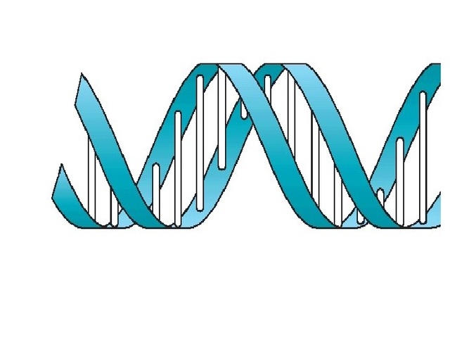 SE DESCUBRE Y SE AÍSLA LA ADN POLIMERASA