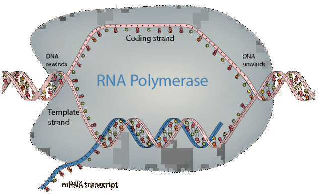 CONSTRUYE UN HEBRA DE ARNm