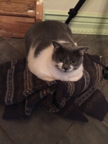 First Cat Died. New Kitty!