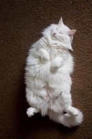 we adopted my cat elmer fudd