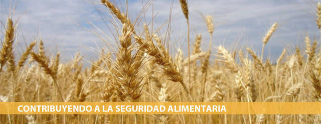 PLANTACION DE VARIEDADES DE TRIGO