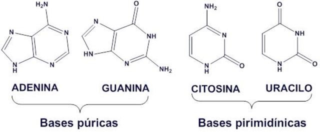 DESCIFRA EL CODIGO GENETICO