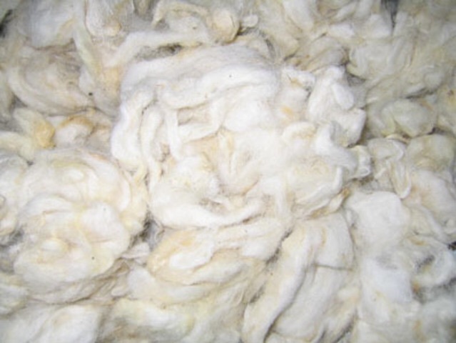 Wool Export Begins