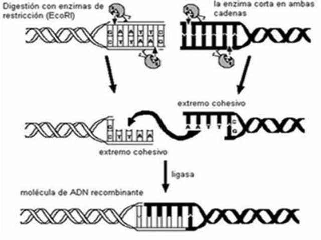 UNA ENZIMA DE RESTRICCION Y UNA ENZIMA LIGASA PARA PEGAR DOS FRAGMENTOS DEL ADN