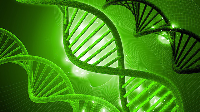 LOGRAN TRANSFERIR ADN DE UN ORGANISMO A OTRO