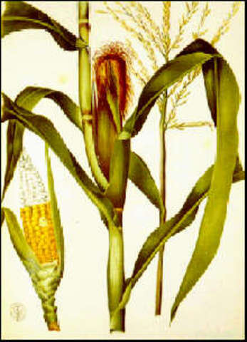 Estudió antropología y mitología indígena