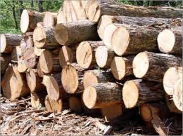 Timber Economy