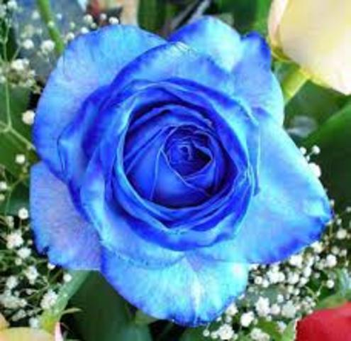 Científicos japoneses desarrollan la primera rosa azul