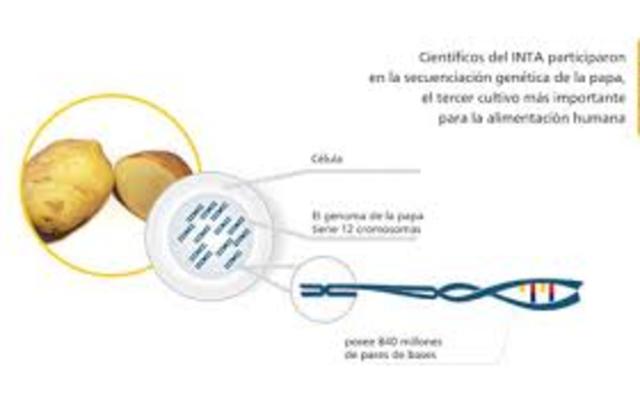 Se logra la secuenciación del genoma de la papa realizado por un grupo de científicos de 14 países
