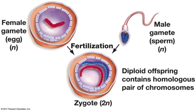 Prenatal - Physical - Fertilization
