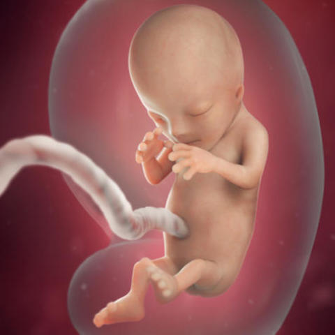 Prenatal - Physical - Fetal Stage