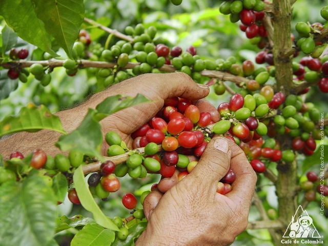 With the first Juan Valdez of Cuban origin named Joseph Duval, the first tv spot