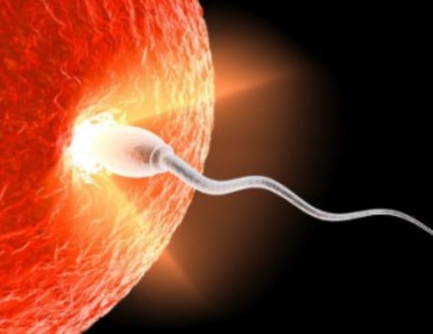 Fertilization