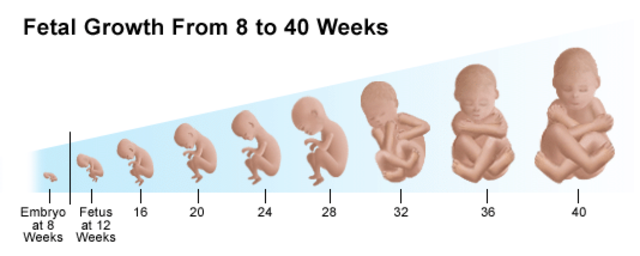 Fetal Stage