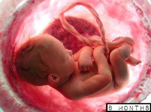 Prenatal: Fetal Stage