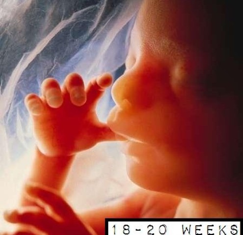Prenatal - Fetal Development - Physical/Cognitive