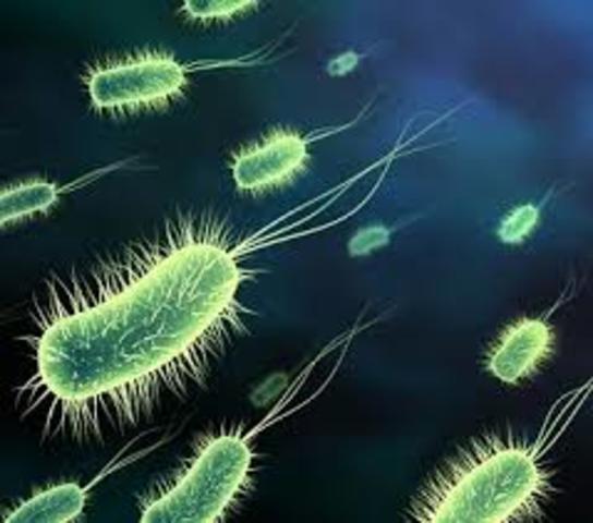 Producción De Bacterias Por Primera Vez