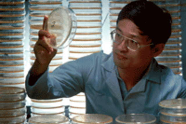 Se otorga la primera patente a investigadores de Harvard sobre un animal genéticamente modificado