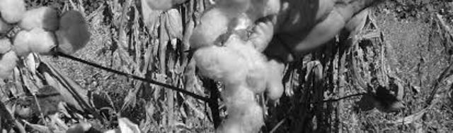 Calgene conduce el primer ensayo de campo exitoso con plantas de algodón transgénicas