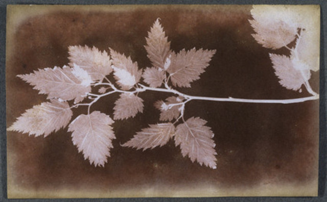 Sun pictures, de Thomas Wedgwood