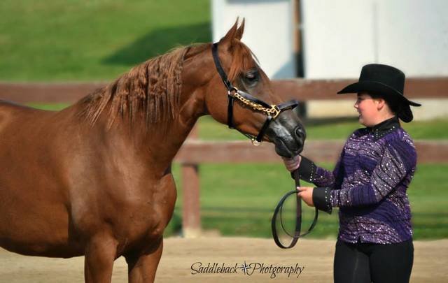 4h horse show