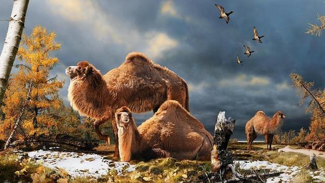 Se secuencia el primer genoma bovino