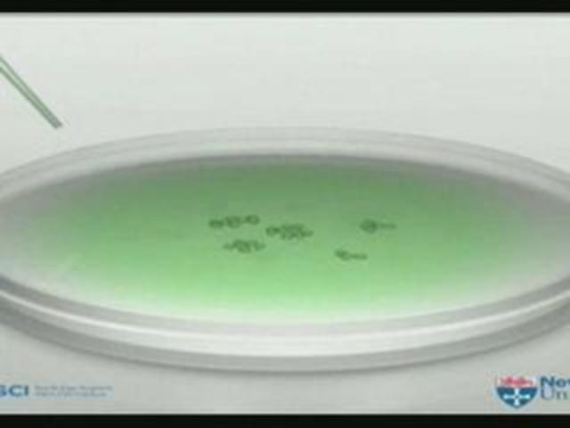 Genoma completo de la frutilla silvestre entre otros