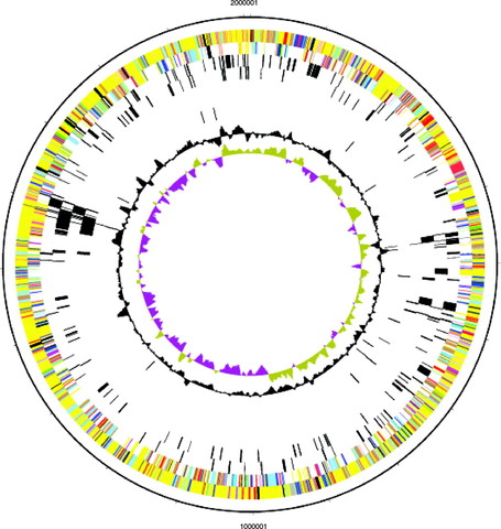 TIGR (Instituto de Investigación Genómica)