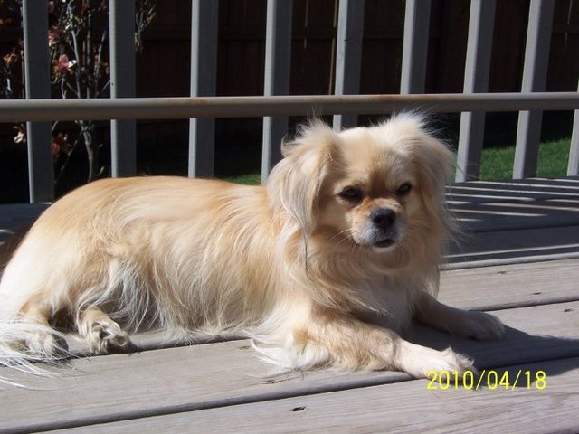 El día que llegamos a mi perro abby