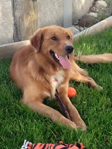 El día que llegamos a nuestra bentley perro