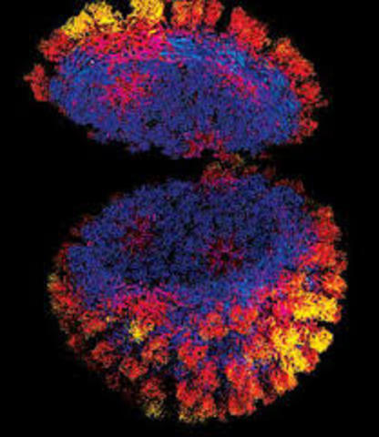 Se descubre la invertasa