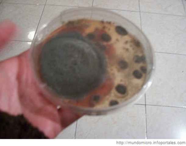 Descubren colonias bacterianas creciendo en rodajas de papa.