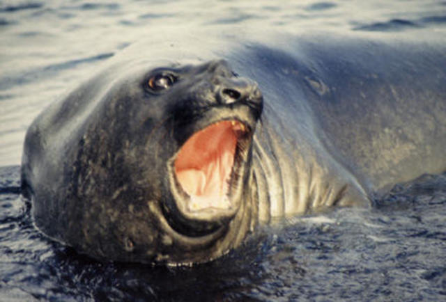 Estudios de los procesos vegetales que se relacionaban con los intercambios gaseosos cuando los animales respiran