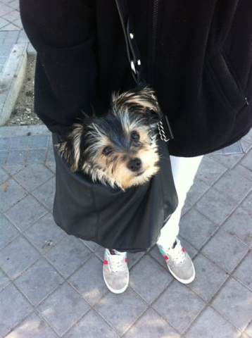 Nacimiento de mi Perro Mojito