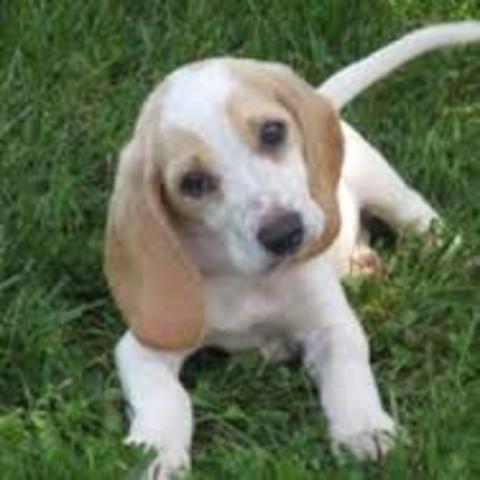 Getting a new puppy.