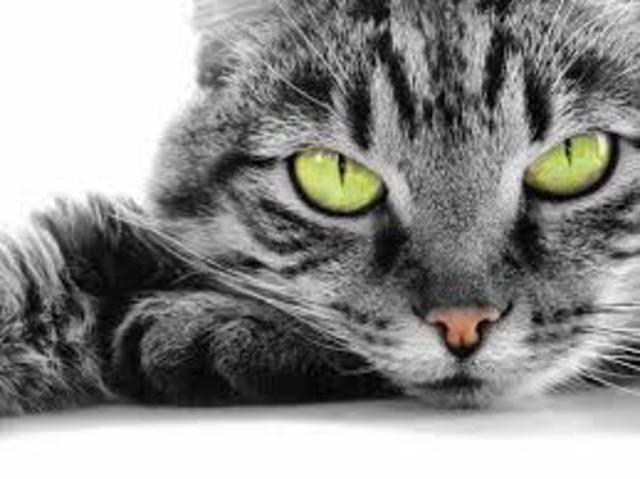 Getting my first cat.