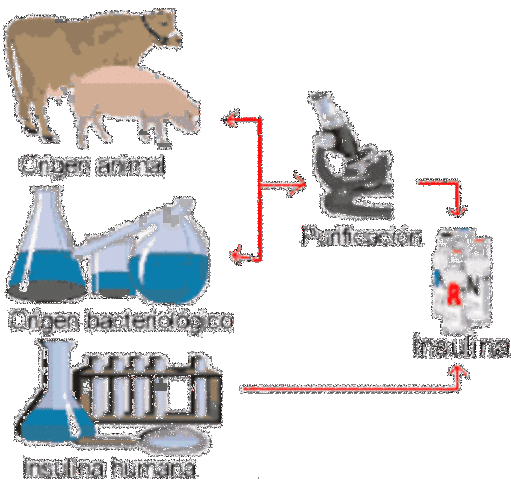 ''Producción exitosa a escala de laboratorio de insulina humana''