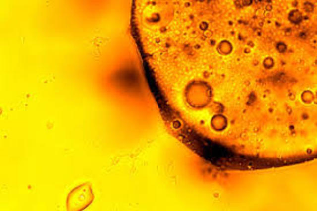 ''Los organismos modificados genéticamente son patentables''