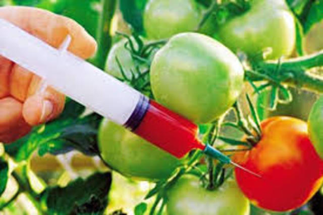 ''Se realizan ensayos de campo por primera vez, de plantas transgénicas resistentes''