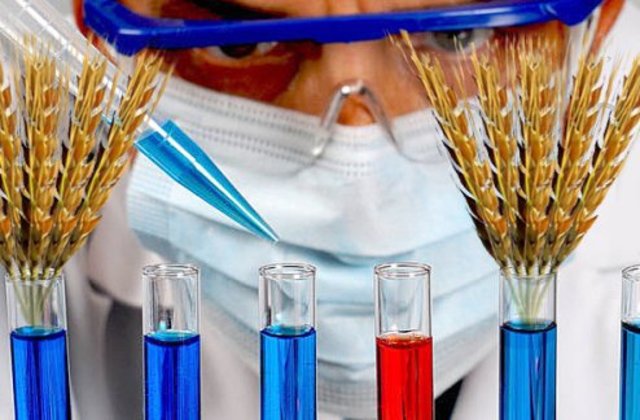 ''Se reporta la transformación estable de trigo.''