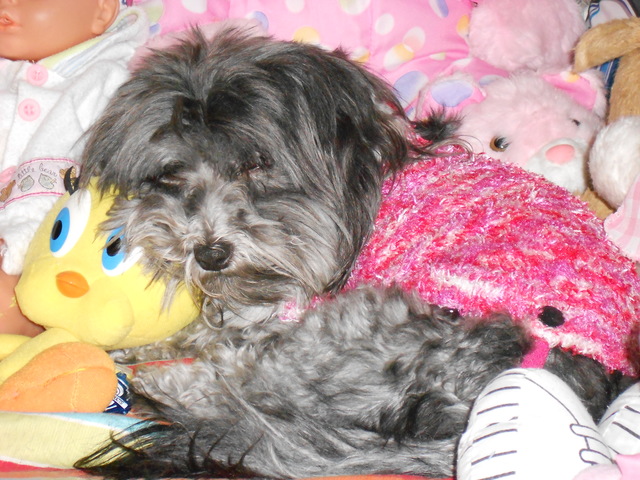 LLEGADA DE KIRA A CASA