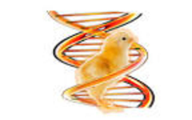 Secuencia del genoma del pollo