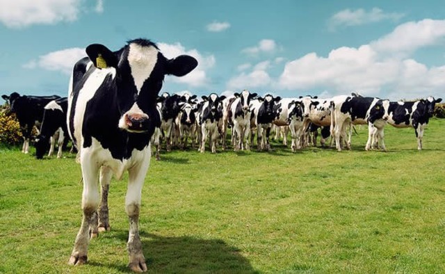 Biotecnologia año 2007