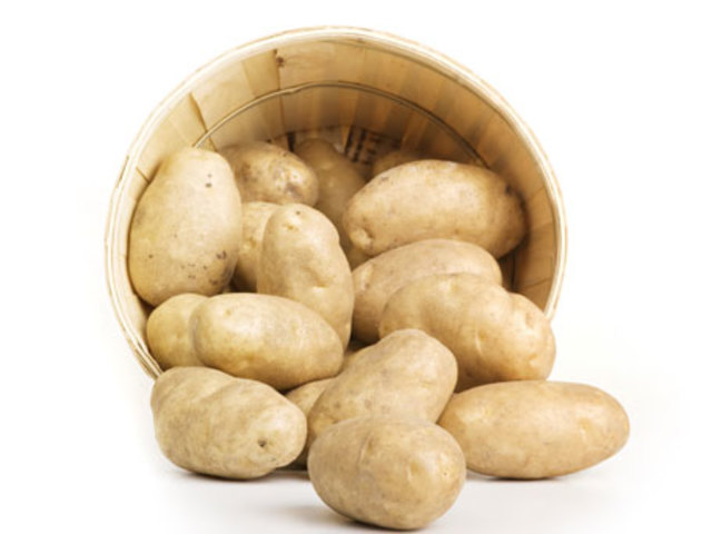 Biotecnologia año 2011