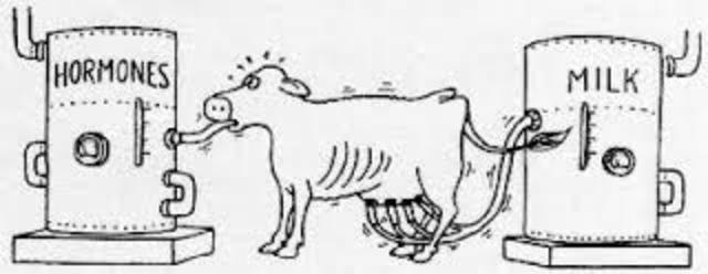 vacas que dan leche con hormona de crecimiento