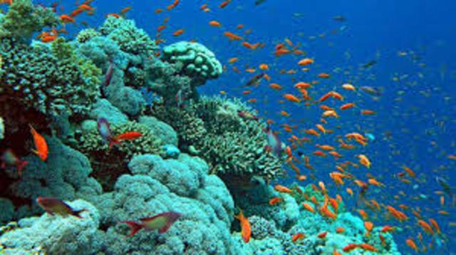 Darwin starts researching marine animals