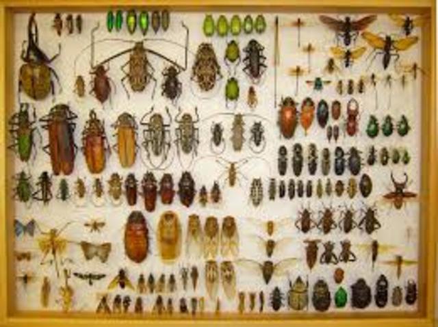 Darwin starts collecting insects and studying botany